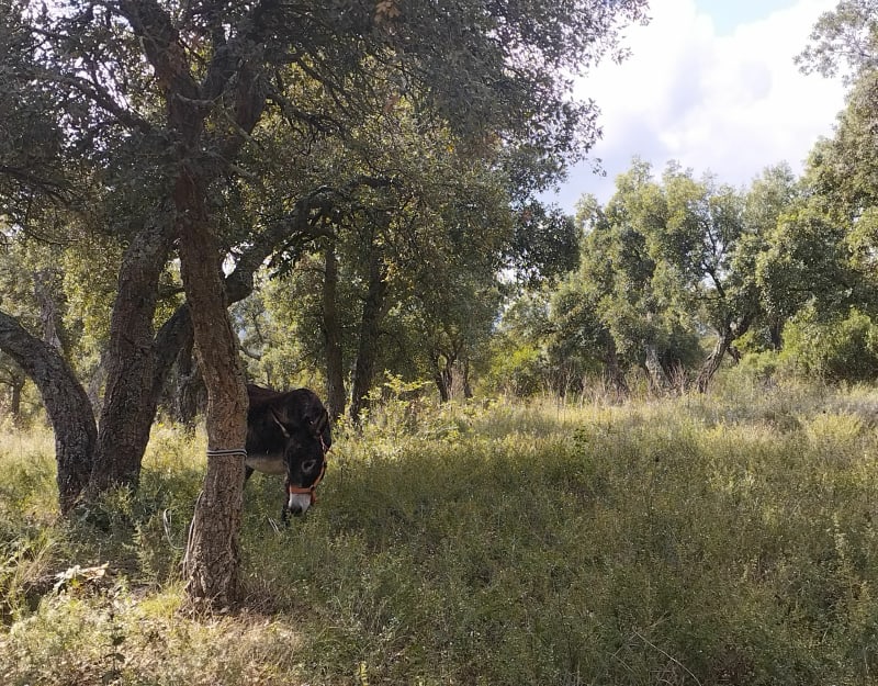 Balade autour des Bimes - Pignans