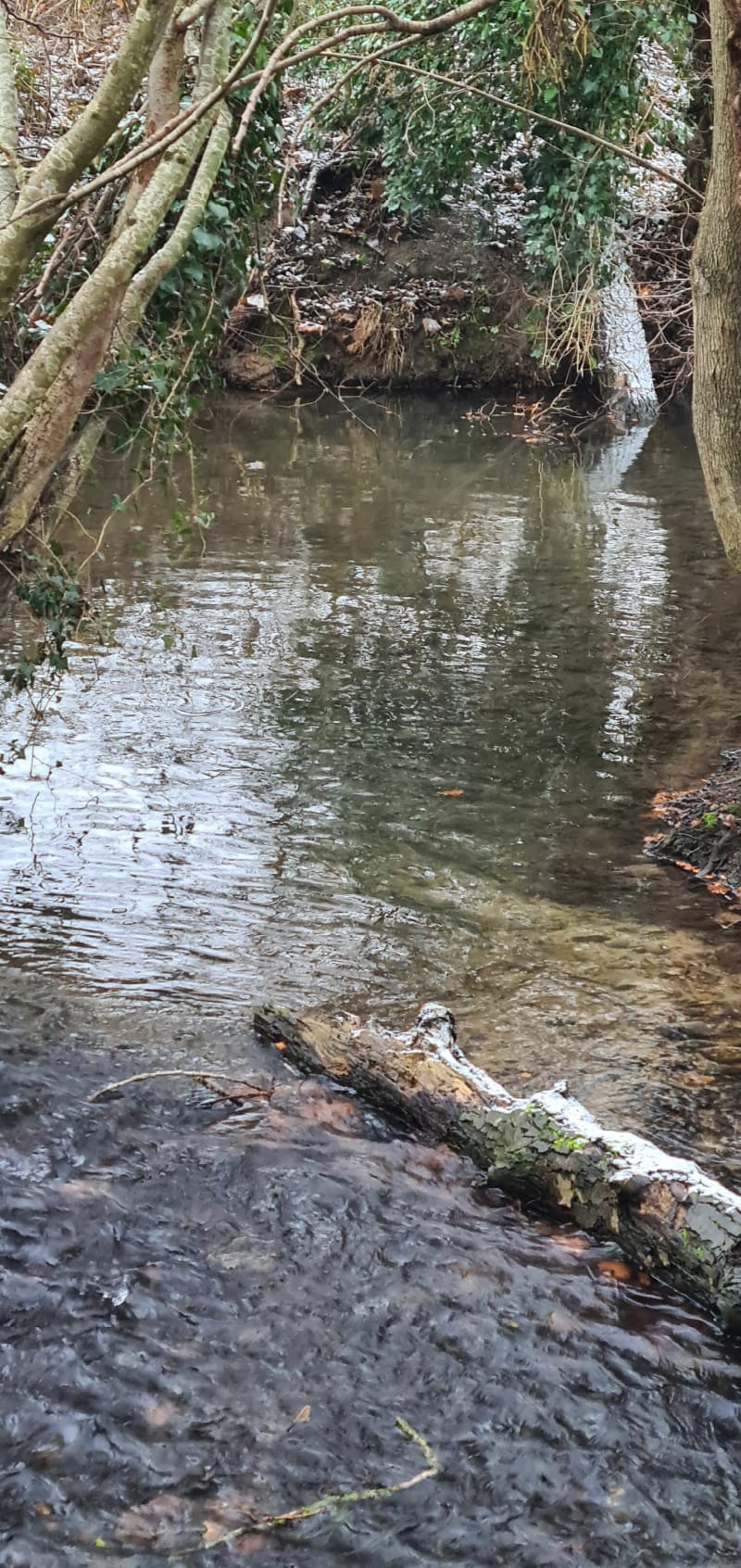 Balade traversant la forêt - Chaneins