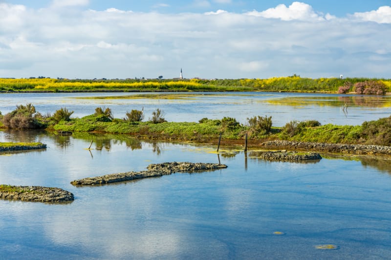 Balade entre mer et marais à Ars-en-Ré - Ars-en-Ré