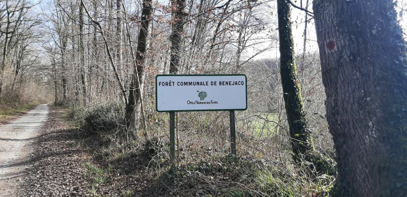 Jolie balade dans la forêt de Benejacq - Bénéjacq