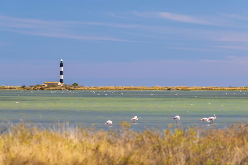 Circuit des flamants roses depuis les Salin-de-Giraud à vélo - Arles