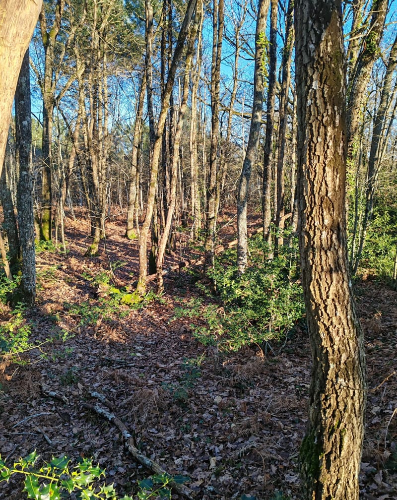 Balade sous les bois à Sarcé - Sarcé