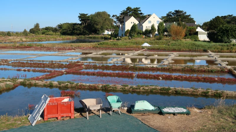 Balade dans les Marais salants de Guérande à Batz-sur-Mer - Batz-sur-Mer