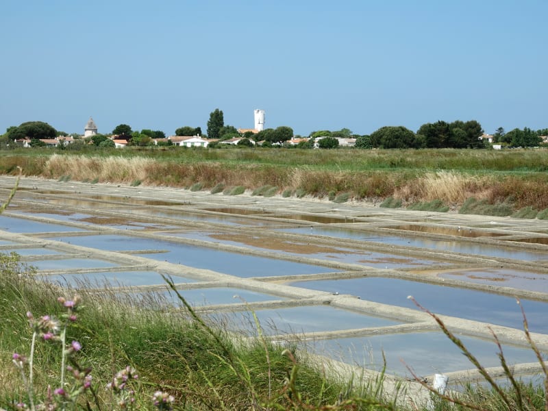 Balade dans les marais entre Loix et La Couarde-sur-Mer - Loix