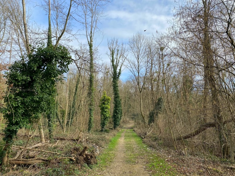 Sur les pas de Vincent…à Auvers-sur-Oise - Auvers-sur-Oise