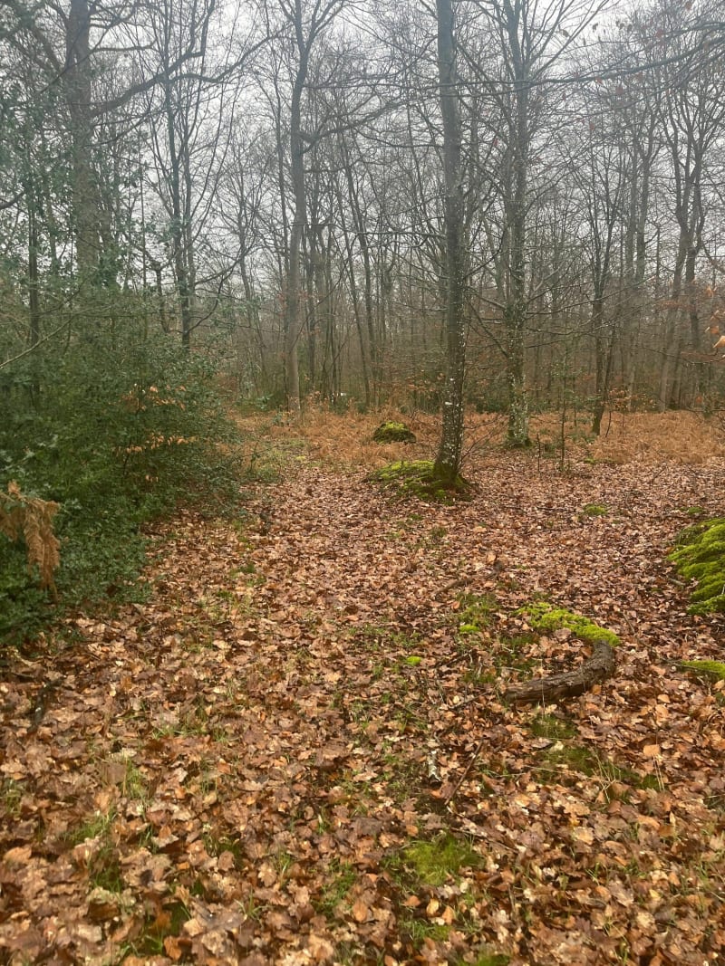 Balade en forêt de Conches depuis Fidelaire - Le Fidelaire