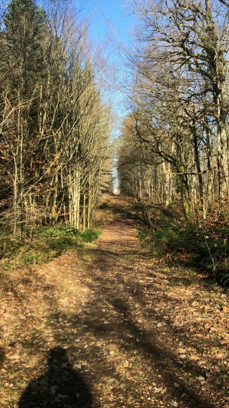Etang du Tremblot depuis Goux - Dole