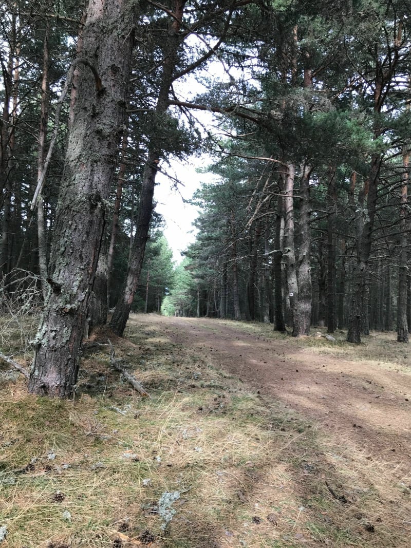 Marche dans Forêt de la Matte à Formiguères - Formiguères