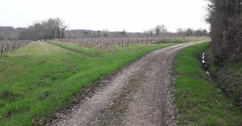 Saint-Martin-du-Bois et sa balade dans les vignes - Saint-Martin-du-Bois
