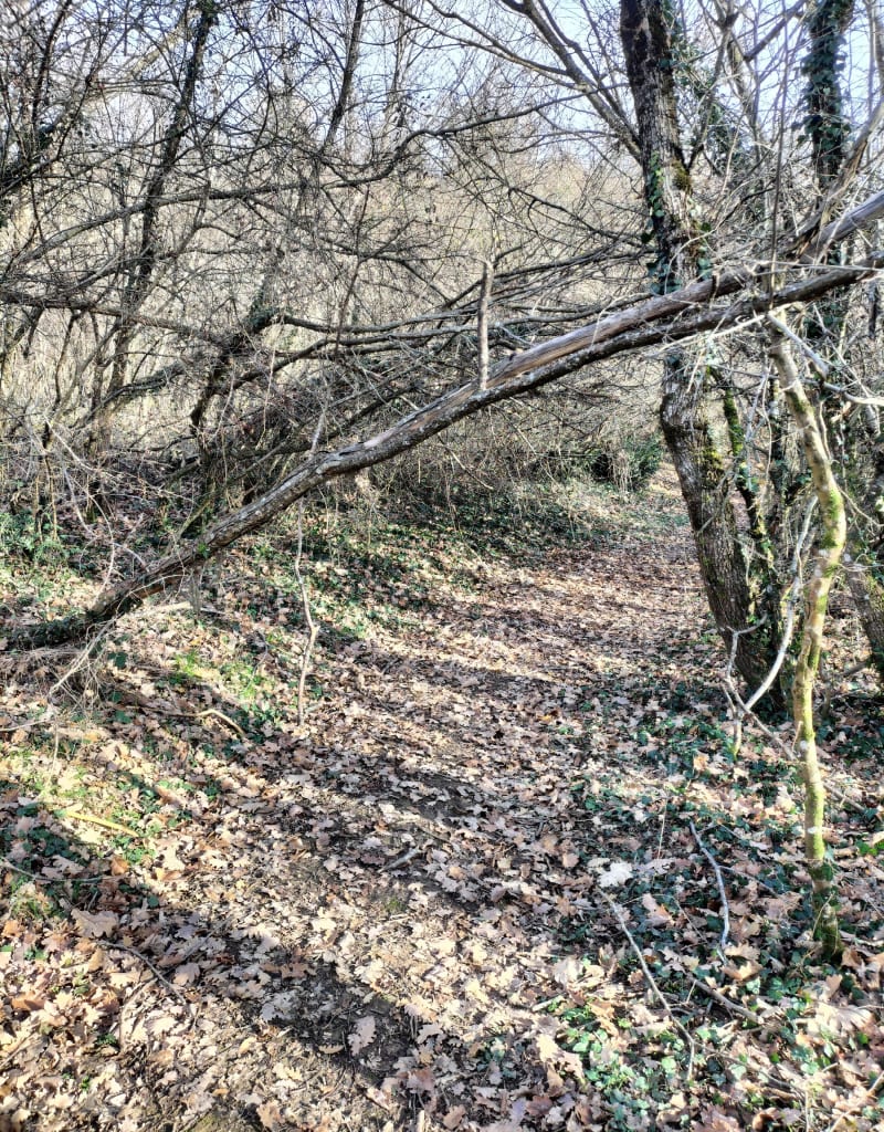 Balade dans les bois du Hameau de Boirieu - Chozeau