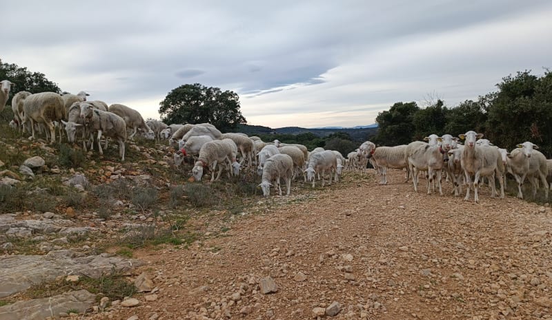 La circulaire du Berger, par le Puech Capel - Saint-Paul-et-Valmalle