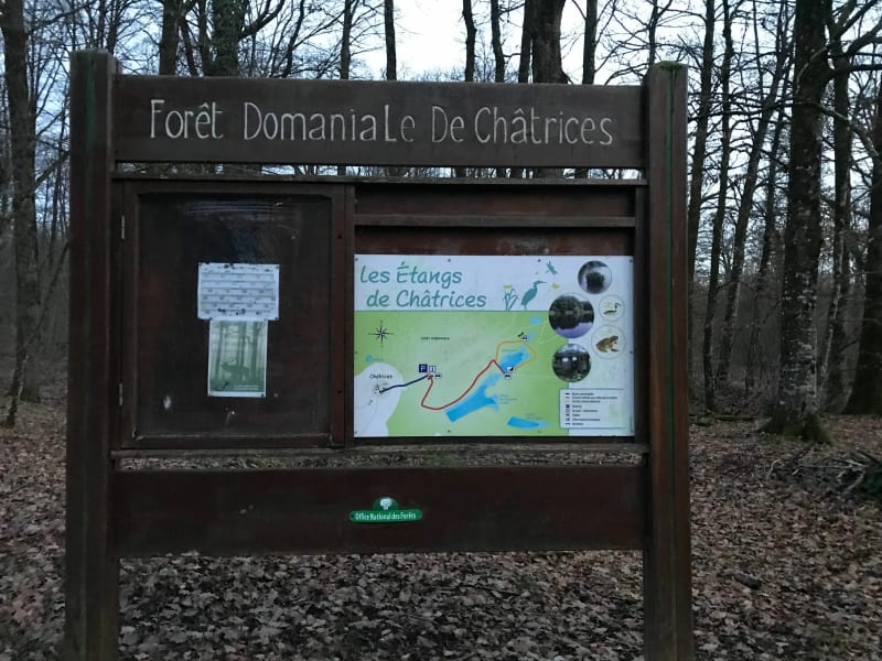 Forêt de Chatrices - Châtrices