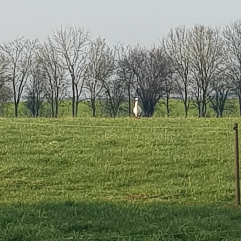 D'Ailly à Dreuil, le long du canal de la Somme - Ailly-sur-Somme
