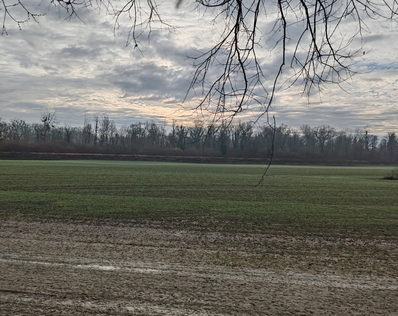Petite marche matinal à Offendorf - Offendorf