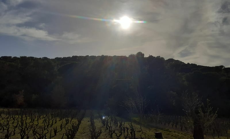 Balade vinassan à travers la clape - Vinassan