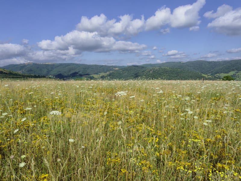 Marche autour de la Séauve-sur-Semène - La Séauve-sur-Semène