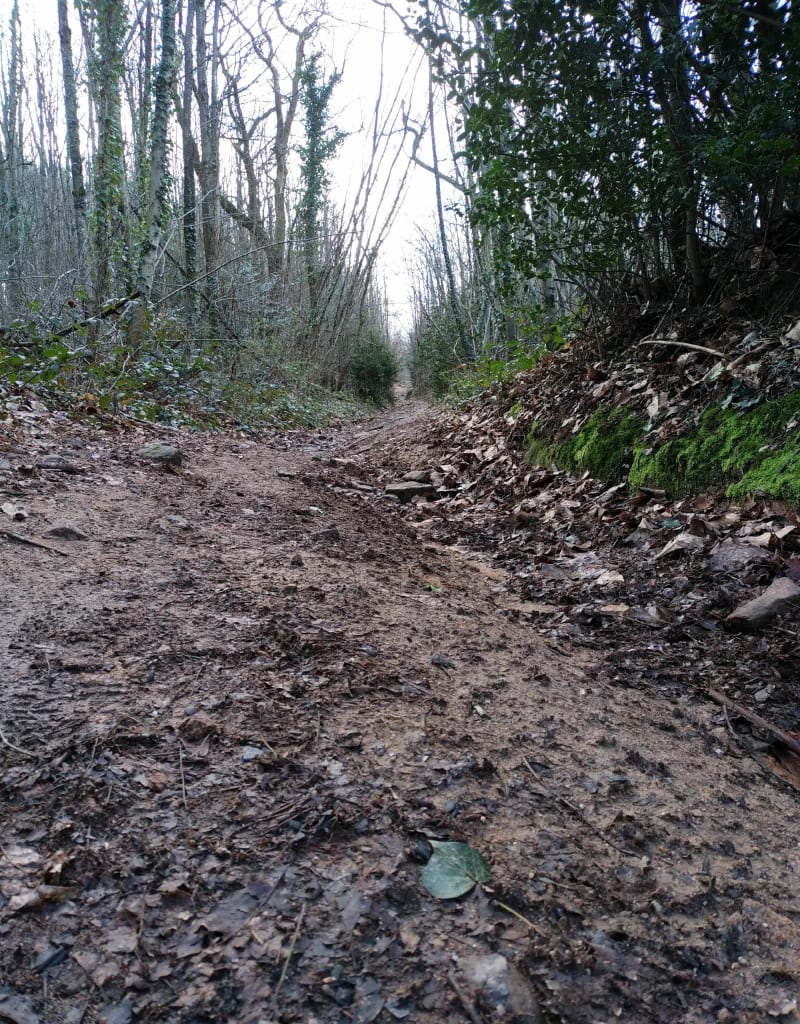Une partie du chemin des fourmis, par le Bois des Jarries - Les Epesses