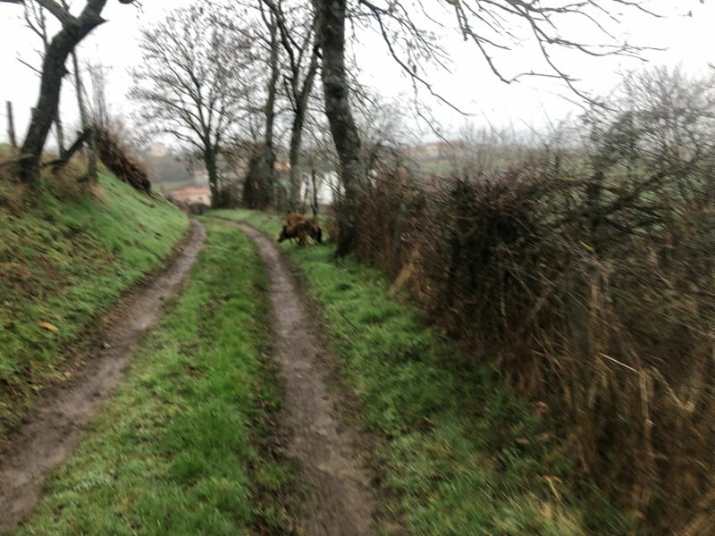 Promenade sur les hauteur du parc de Courzieu, par le Col de Malval - Courzieu