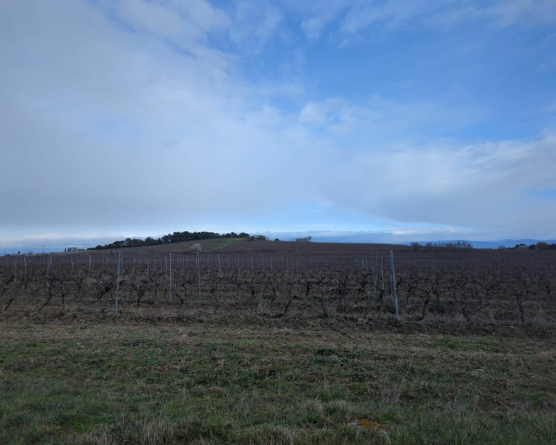 Boucle des vignes d'Alairac - Alairac