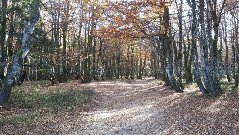 Balade dans la Forêt de Haye - Bois-de-Haye