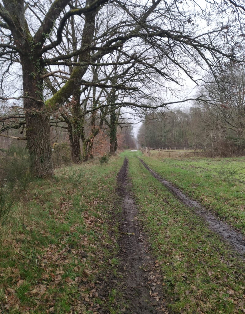 Promenade en forêt d'Avrillé, par le Pissot - Avrillé-les-Ponceaux