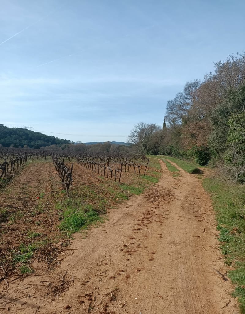 Balade dans les vignes et au bord de L'Issole à Sainte-Anastasie - Sainte-Anastasie-sur-Issole