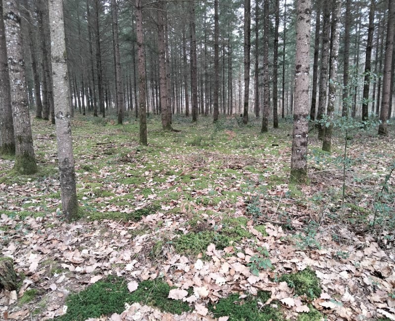 Dans les bois de Missonnet et de Larye - Peschadoires