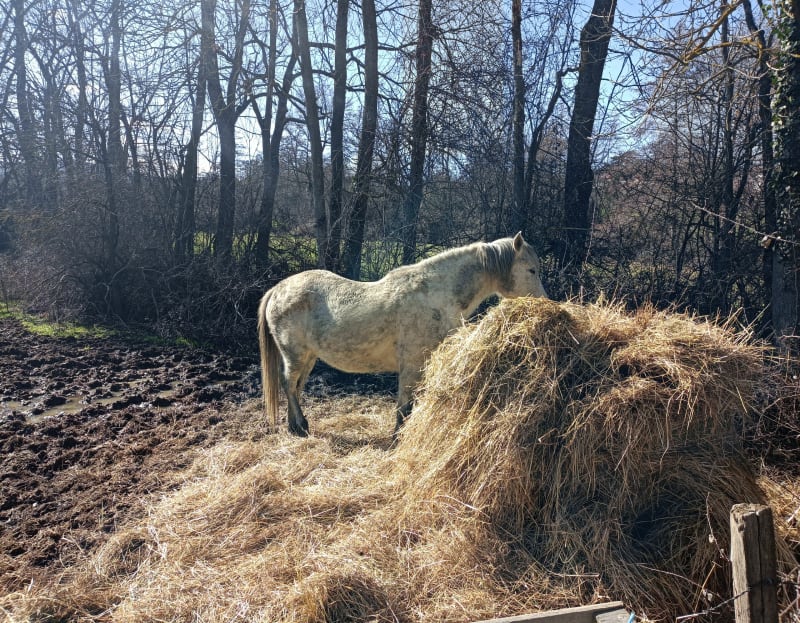 Promenade de Lentilly, prés et chevaux à Mangalix - Lentilly