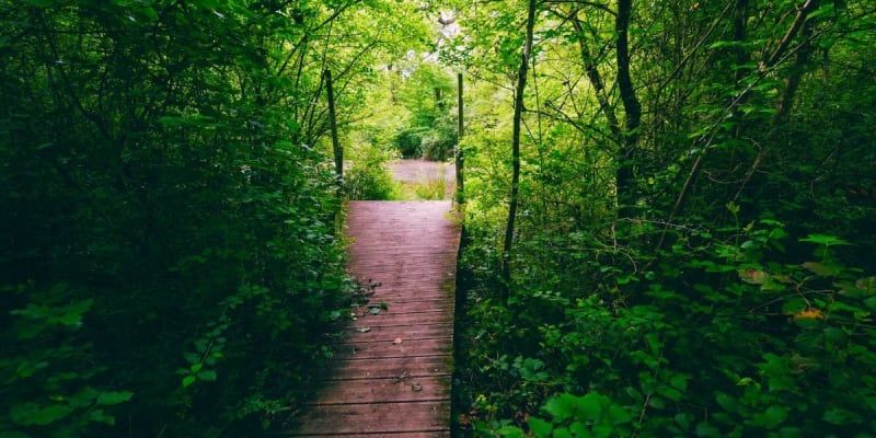 Bois de Thouars et boucle bleue - Talence