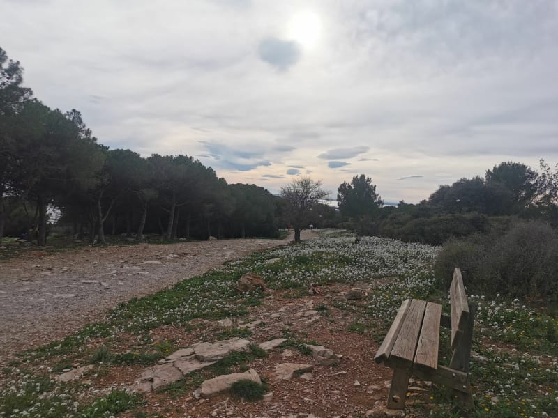 Forêt des Pierres Blanches - Sète
