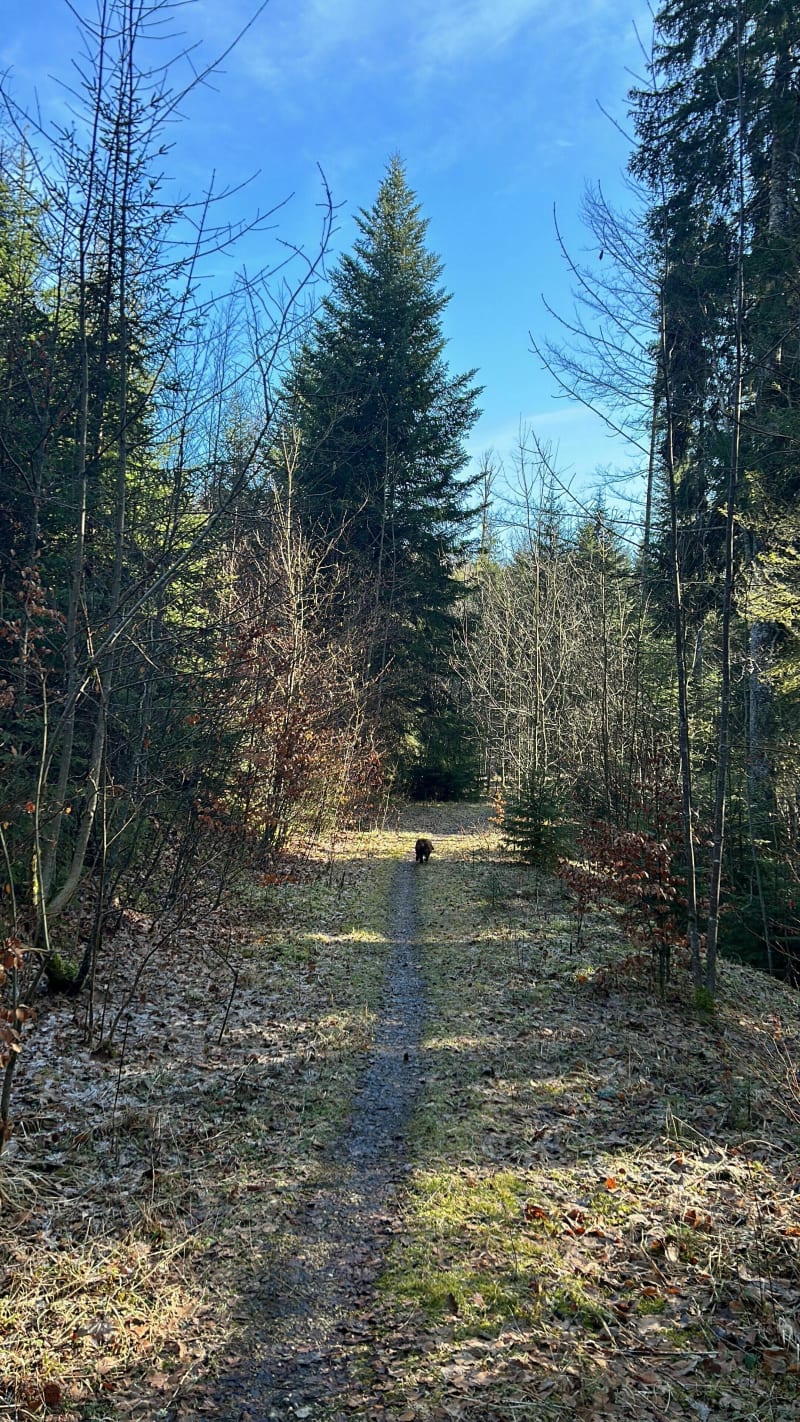 Haut de Remoray et Massif de la grande-Côte - Labergement-Sainte-Marie