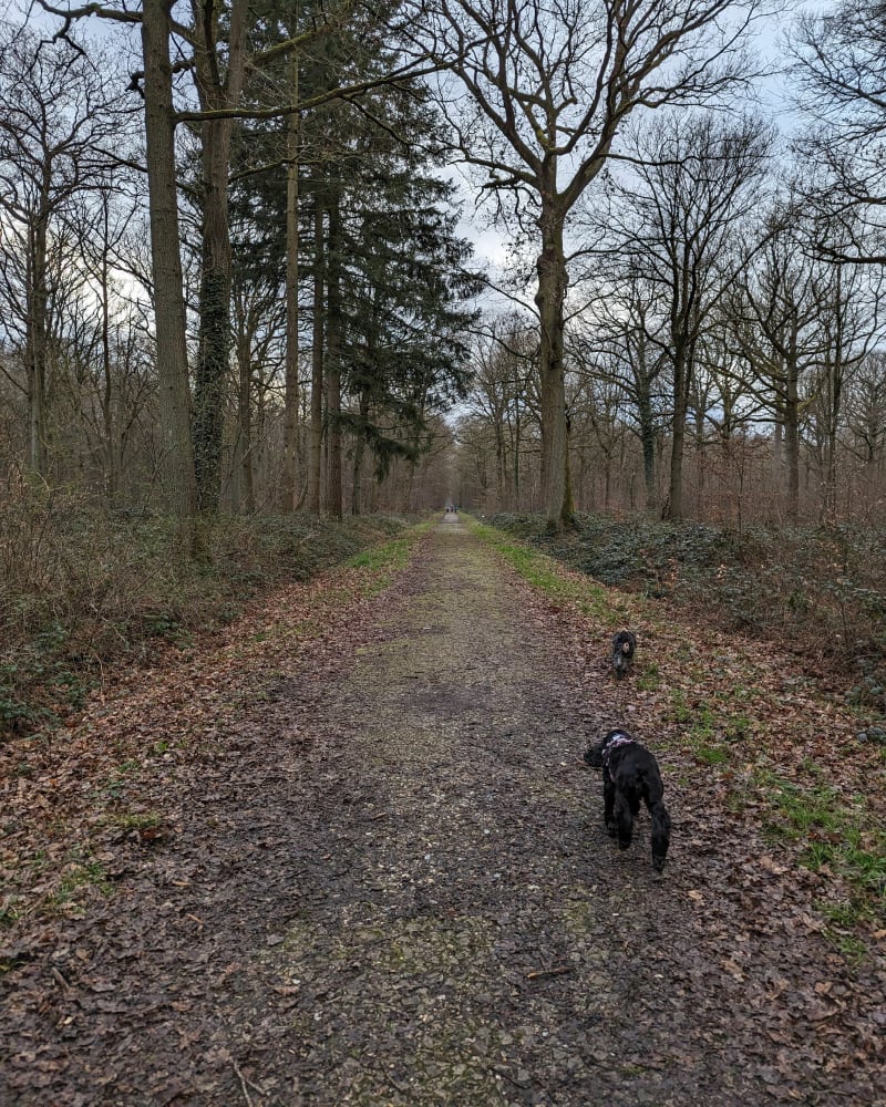Bois de Creuse et les Chapelains - Bacouel-sur-Selle