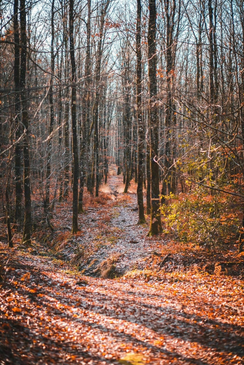 Forêt d'Allogny et Prieuré de Bléron - Saint-Éloy-de-Gy