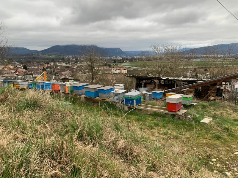 Rivière du Genon, petit bois, par les Crêts et ruchers Epatesserands - Epagny Metz-Tessy