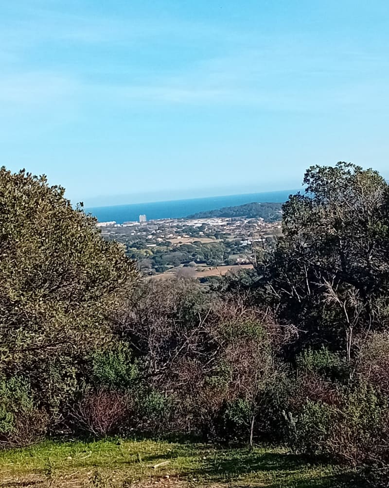 Mimosas et collines à Bormes-les-Mimosas - Bormes-les-Mimosas