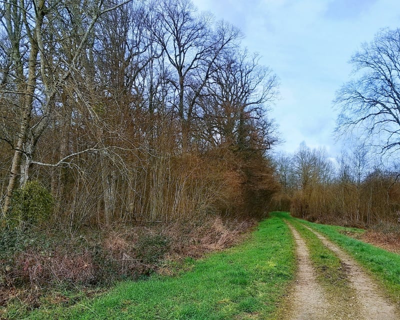 Balade entre forêt des Chazeaux et plaine - Pesmes