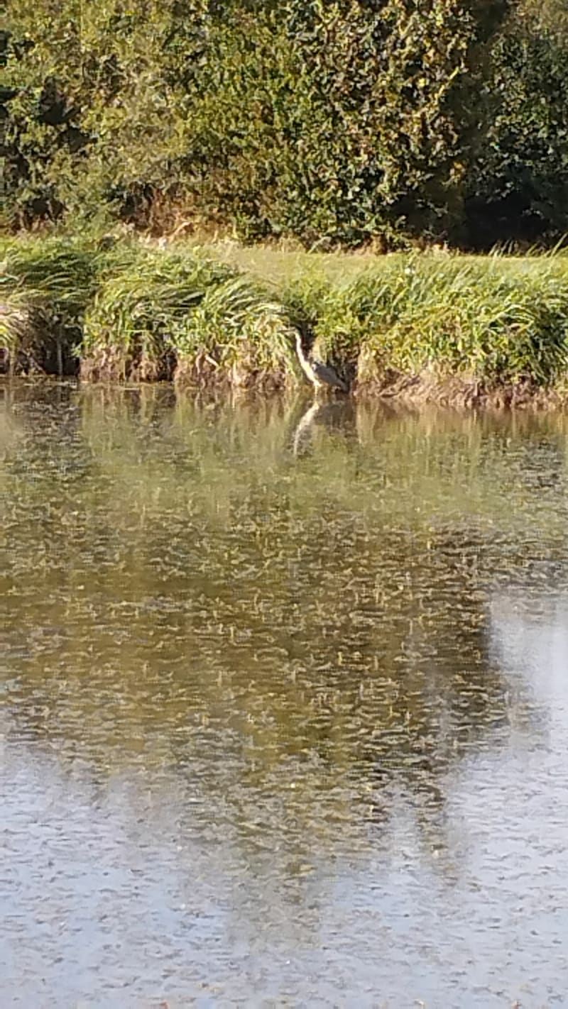Plan d'eau de Verneuil, vers la Liardiere, puits Félix - Gençay