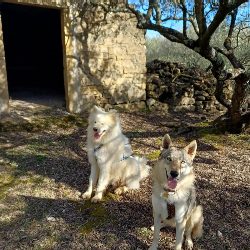 Balade canine entre vignes et oliveraies. - Ners