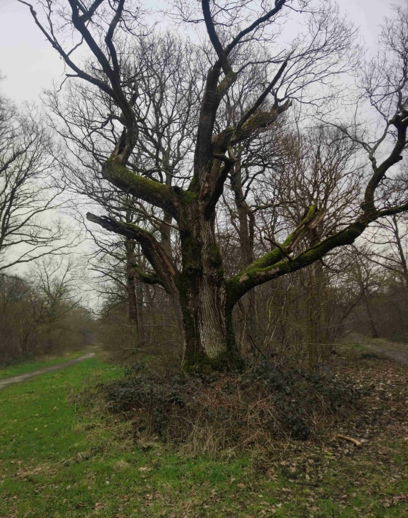 Balade dans la forêt de Fontainebleau - Fontainebleau