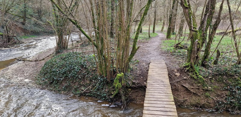 Au bord du ruisseau des échets , en sous bois - Fleurieu-sur-Saône