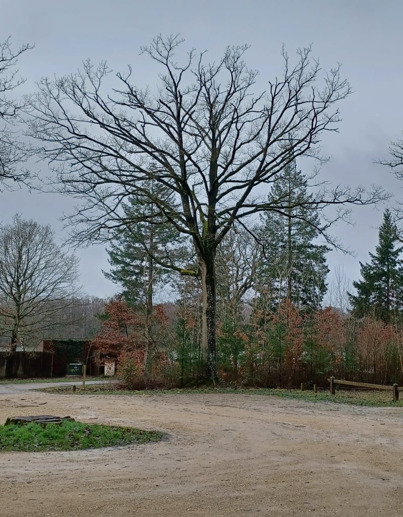 Etang d'Hollande et Ruisseau des Ponts Quentin - Les Bréviaires