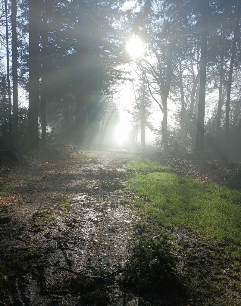 A travers bois de pins et halage depuis La Grée des Moulins - Saint-Perreux