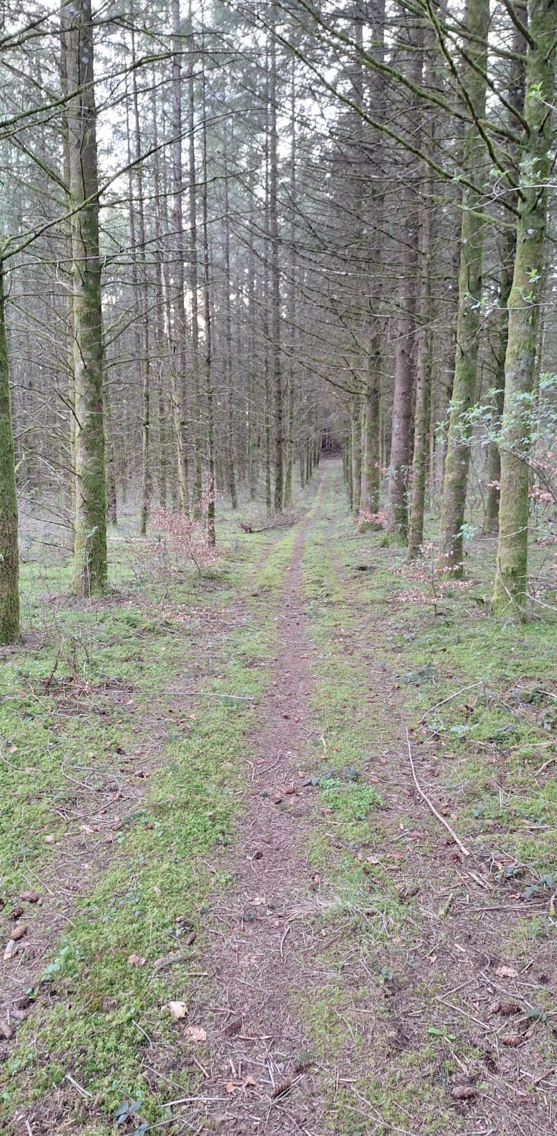 Le Haut du Mont par Charmois - Docelles