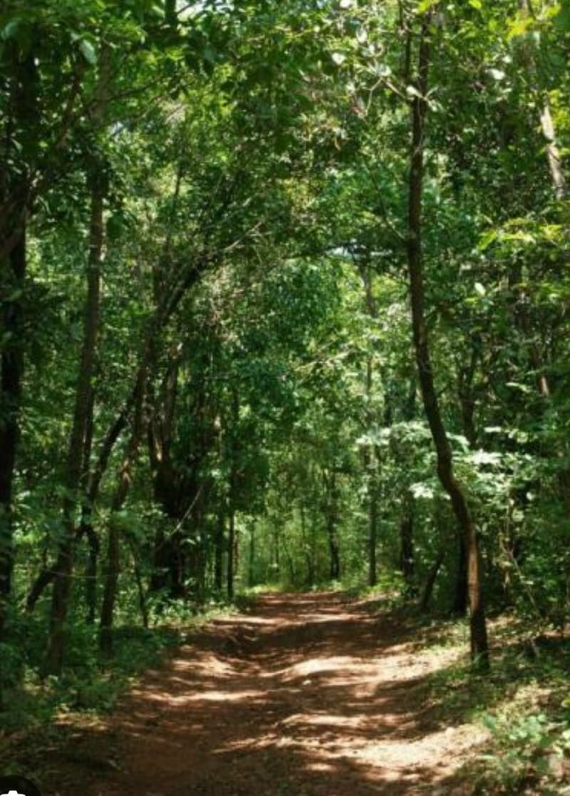 Entre forêt et champ à Guignicourt - Villeneuve-sur-Aisne