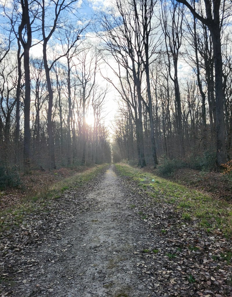 Balade en Forêt de Loches - Genillé