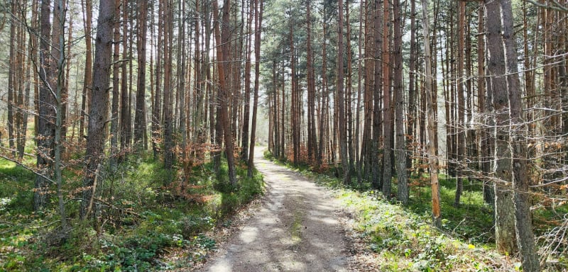 Balade à VTT en forêt autour de Berc - Saint-Chély-d'Apcher