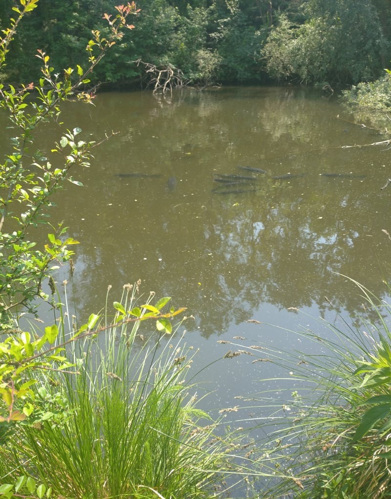 Balade à Courrières au bord du Canal de Lens - Courrières