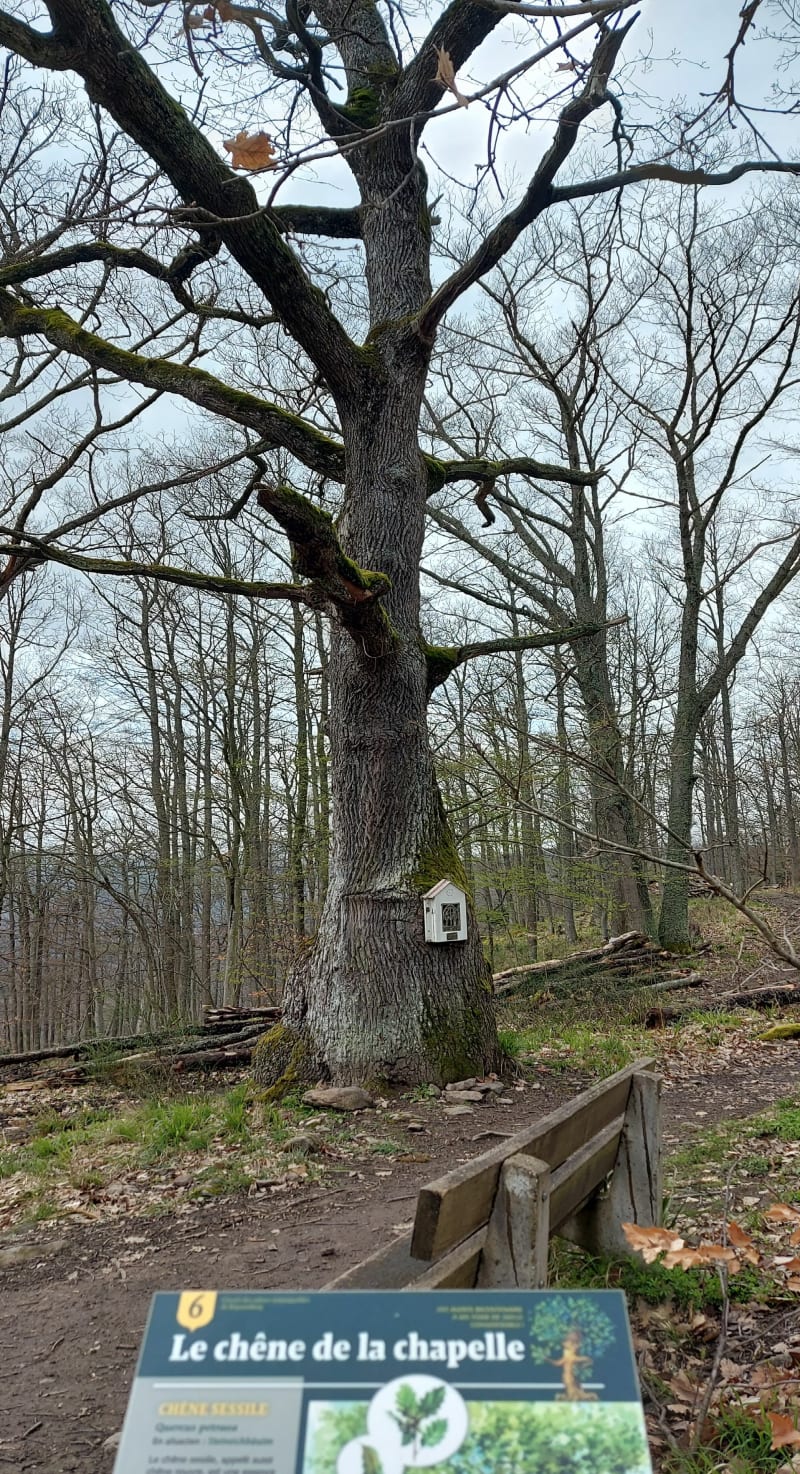 De Kaysersberg au chêne de la chapelle et chêne remarquable - Kaysersberg-Vignoble