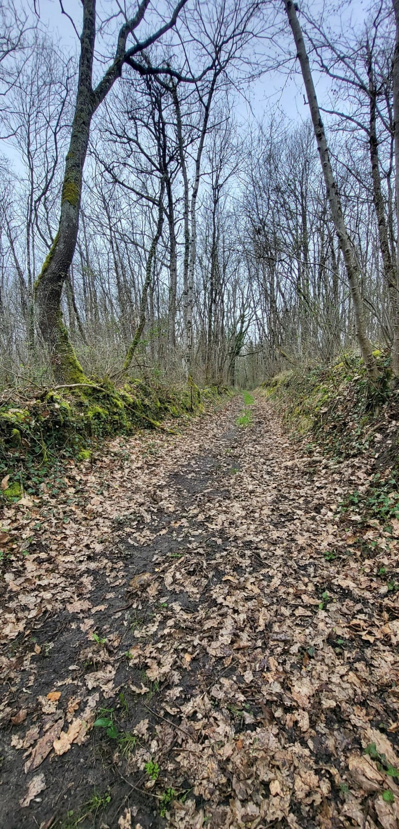 Randonnée en forêt au départ de Colombiers - Colombiers