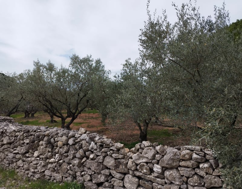 Boucle de Pignan à Murviel - Pignan